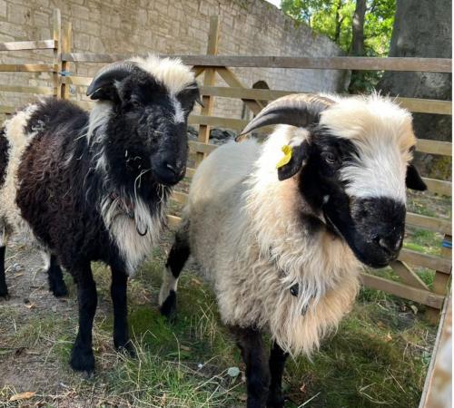 Kindermittelaltermarkt zum Int. Kindertag am 20.09.2025